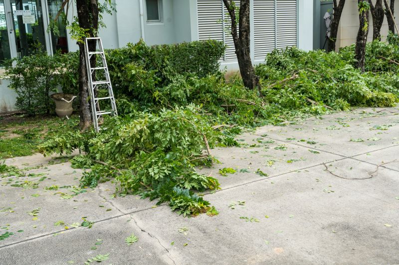 Tree Cabling Service